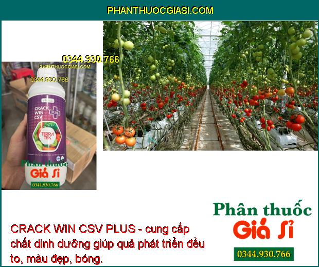 CRACK WIN CSV PLUS - Tăng Sức Đề Kháng - To Quả - Đẹp Màu - Tăng Năng Suất