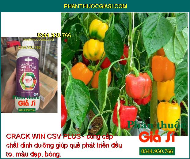 CRACK WIN CSV PLUS - Tăng Sức Đề Kháng - To Quả - Đẹp Màu - Tăng Năng Suất