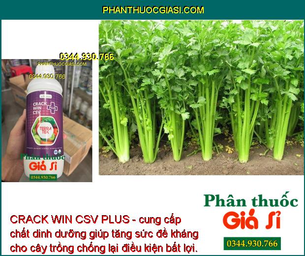 CRACK WIN CSV PLUS - Tăng Sức Đề Kháng - To Quả - Đẹp Màu - Tăng Năng Suất