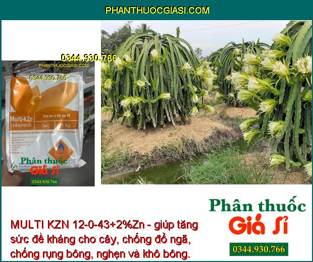 MULTI KZN 12-0-43+2%Zn -Trái Nhanh Lớn - Ra Hoa Đồng Loạt - Trái Lớn Nhanh - Tăng Độ Ngọt -Tăng Đề Kháng