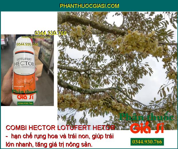 COMBI HECTOR LOTUFERT HETOR - Cây Phát Triển Toàn Diện - Phục Hồi Cây Sau Thu Hoạch