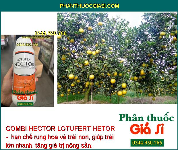 COMBI HECTOR LOTUFERT HETOR - Cây Phát Triển Toàn Diện - Phục Hồi Cây Sau Thu Hoạch