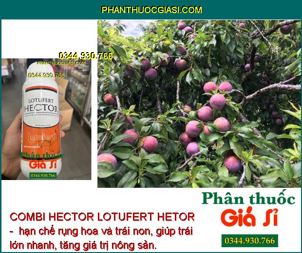 COMBI HECTOR LOTUFERT HETOR - Cây Phát Triển Toàn Diện - Phục Hồi Cây Sau Thu Hoạch