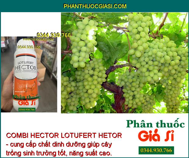 COMBI HECTOR LOTUFERT HETOR - Cây Phát Triển Toàn Diện - Phục Hồi Cây Sau Thu Hoạch