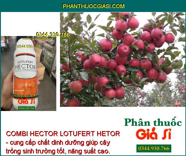 COMBI HECTOR LOTUFERT HETOR - Cây Phát Triển Toàn Diện - Phục Hồi Cây Sau Thu Hoạch