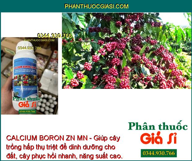 CALCIUM BORON ZN MN - Rễ Phát Triển Mạnh - Nảy Chồi - Tăng Năng Suất