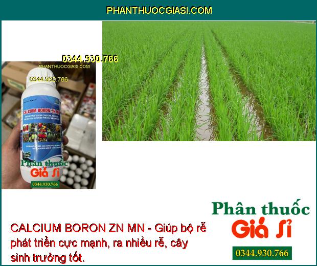 CALCIUM BORON ZN MN - Rễ Phát Triển Mạnh - Nảy Chồi - Tăng Năng Suất