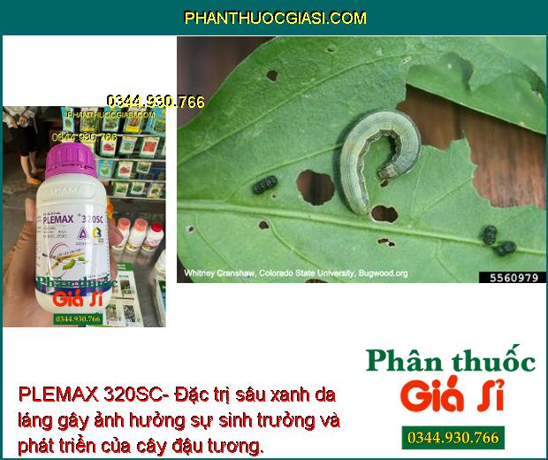 PLEMAX 320SC- Đặc Trị Sâu Cuốn Lá - Sâu Tơ - Sâu Xanh Da Láng - Sâu Keo