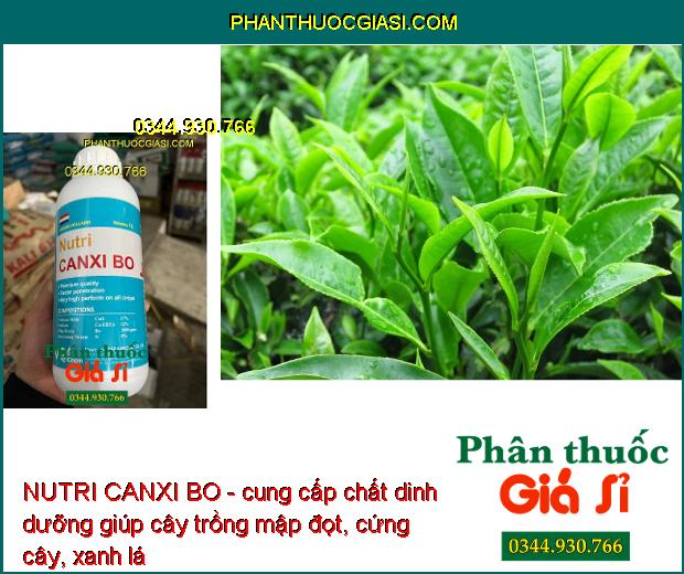 NUTRI CANXI BO- Chống Nứt Trái- Mập Đọt- Cứng Cây- Chống Rụng Trái Non