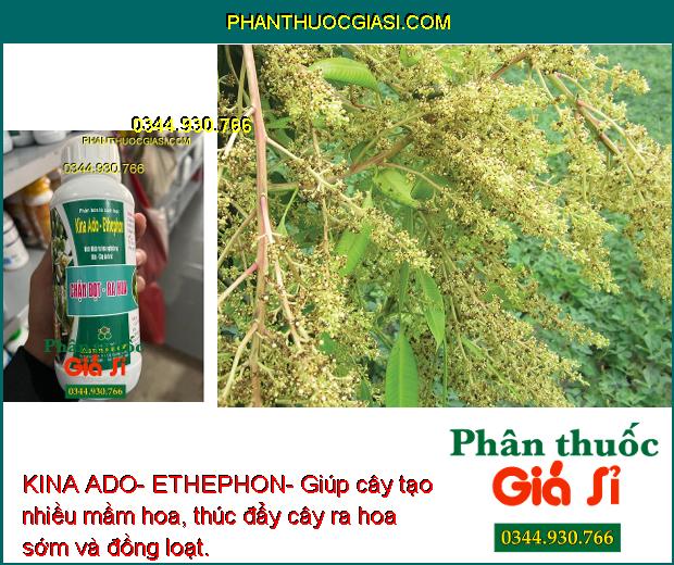 KINA ADO- ETHEPHON- Kích Ra Hoa Nghịch Vụ- Kích Trái Chín Đồng Loạt