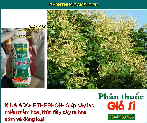 KINA ADO- ETHEPHON- Kích Ra Hoa Nghịch Vụ- Kích Trái Chín Đồng Loạt