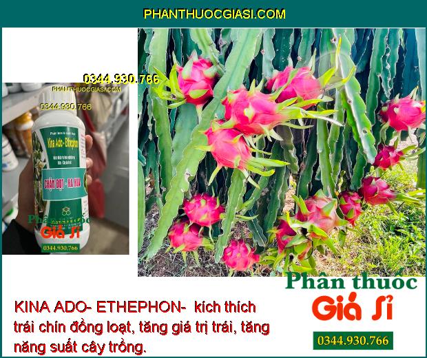 KINA ADO- ETHEPHON- Kích Ra Hoa Nghịch Vụ- Kích Trái Chín Đồng Loạt