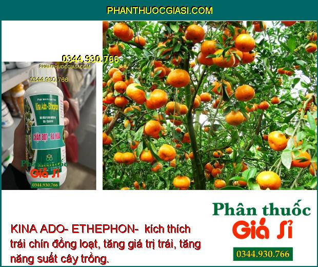 KINA ADO- ETHEPHON- Kích Ra Hoa Nghịch Vụ- Kích Trái Chín Đồng Loạt