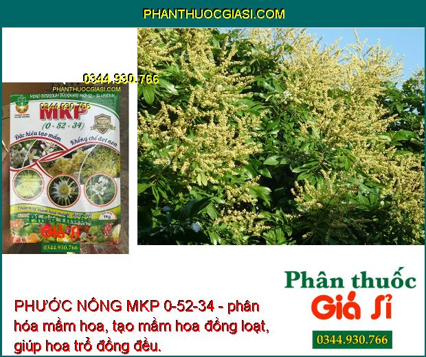 PHƯỚC NÔNG MKP 0-52-34 - Tạo Mầm Hoa - Kích Ra Hoa Nghịch Vụ - Lá Nhanh Già -Trổ Hoa Đồng Đều