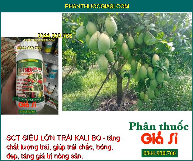 SCT SIÊU LỚN TRÁI KALI BO - Lớn Trái - Tăng Độ Ngọt - Chắc Ruột - Nặng Ký - Đẹp Trái