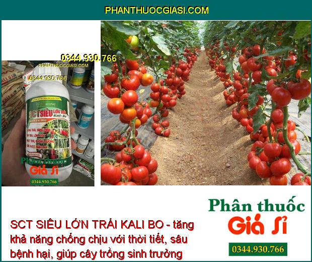 SCT SIÊU LỚN TRÁI KALI BO - Lớn Trái - Tăng Độ Ngọt - Chắc Ruột - Nặng Ký - Đẹp Trái