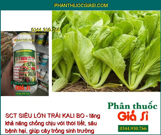 SCT SIÊU LỚN TRÁI KALI BO - Lớn Trái - Tăng Độ Ngọt - Chắc Ruột - Nặng Ký - Đẹp Trái