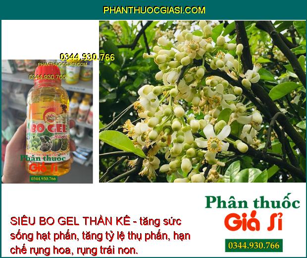 SIÊU BO GEL THẦN KÊ - Kích Ra Hoa Đều - Tăng Thụ Phấn - Hạn Chế Rụng Trái Non