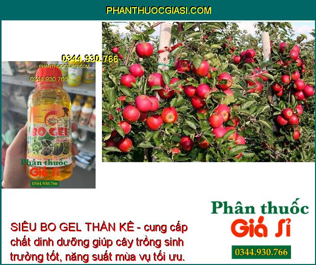 SIÊU BO GEL THẦN KÊ - Kích Ra Hoa Đều - Tăng Thụ Phấn - Hạn Chế Rụng Trái Non