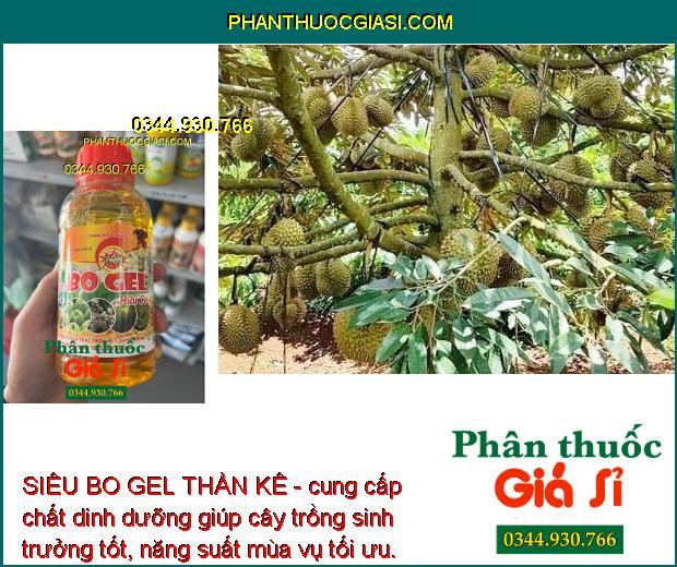 SIÊU BO GEL THẦN KÊ - Kích Ra Hoa Đều - Tăng Thụ Phấn - Hạn Chế Rụng Trái Non