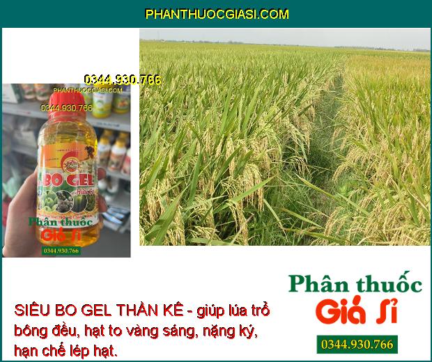 SIÊU BO GEL THẦN KÊ - Kích Ra Hoa Đều - Tăng Thụ Phấn - Hạn Chế Rụng Trái Non