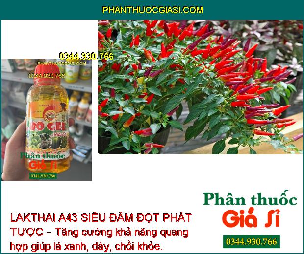 LAKTHAI A43 SIÊU ĐÂM ĐỌT PHÁT TƯỢC – Kích Rễ - Phát Tược - Đâm Chồi - Nặng Trái