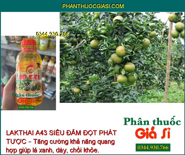 LAKTHAI A43 SIÊU ĐÂM ĐỌT PHÁT TƯỢC – Kích Rễ - Phát Tược - Đâm Chồi - Nặng Trái