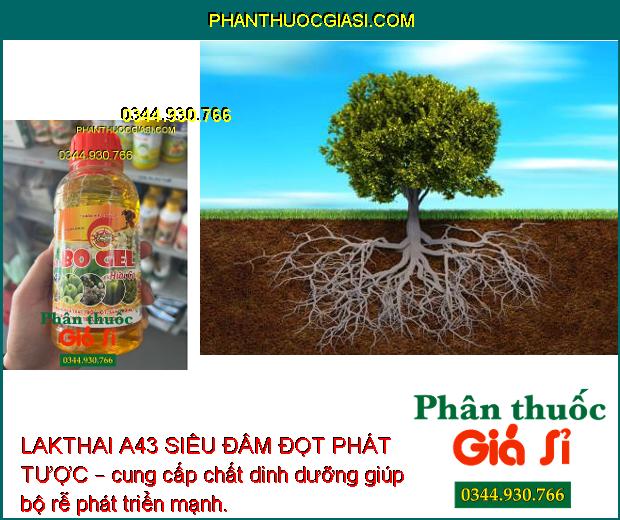 LAKTHAI A43 SIÊU ĐÂM ĐỌT PHÁT TƯỢC – Kích Rễ - Phát Tược - Đâm Chồi - Nặng Trái