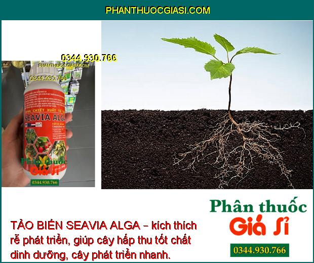 TẢO BIỂN SEAVIA ALGA – Mát Cây - Tăng Thụ Phấn - Ngăn Nấm Bệnh - Rễ Phát Triển Nhanh