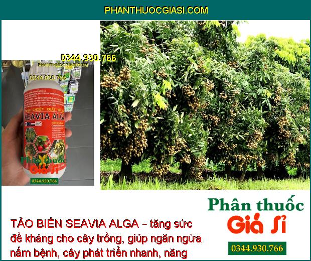 TẢO BIỂN SEAVIA ALGA – Mát Cây - Tăng Thụ Phấn - Ngăn Nấm Bệnh - Rễ Phát Triển Nhanh