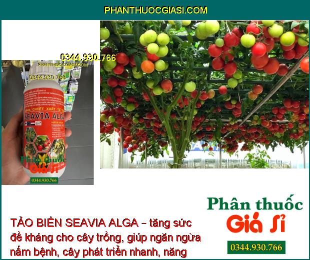 TẢO BIỂN SEAVIA ALGA – Mát Cây - Tăng Thụ Phấn - Ngăn Nấm Bệnh - Rễ Phát Triển Nhanh