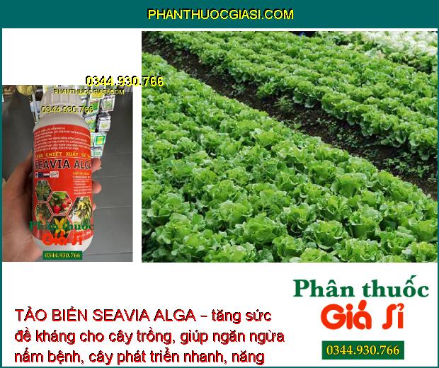 TẢO BIỂN SEAVIA ALGA – Mát Cây - Tăng Thụ Phấn - Ngăn Nấm Bệnh - Rễ Phát Triển Nhanh