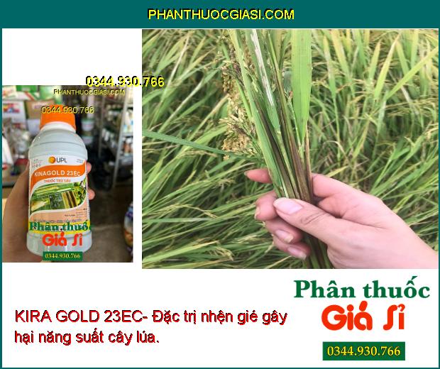 KIRA GOLD 23EC- Đặc Trị Nhện Gié - Sâu Cuốn Lá - Sâu Đục Thân - Sâu Xanh