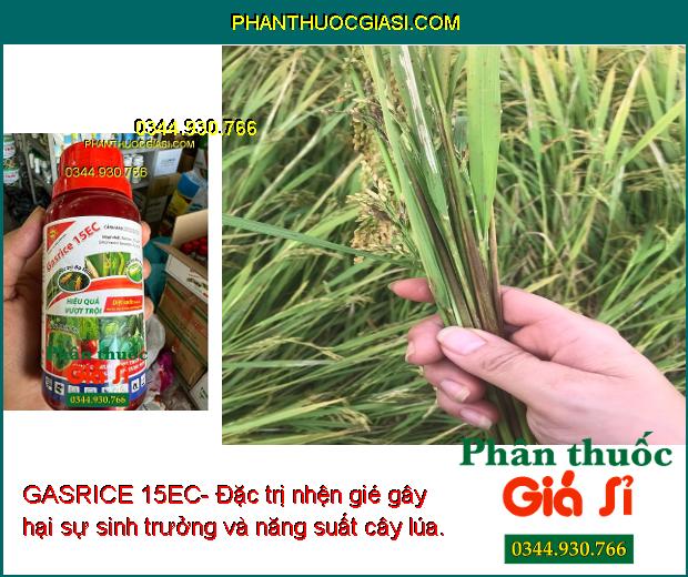 GASRICE 15EC- Đặc Trị Côn Trùng Gây Hại Như: Bọ Trĩ - Sâu Cuốn Lá - Sâu Tơ...