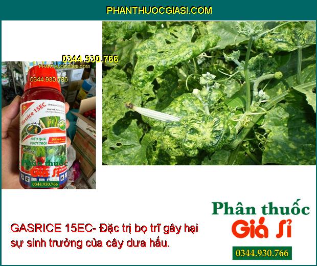 GASRICE 15EC- Đặc Trị Côn Trùng Gây Hại Như: Bọ Trĩ - Sâu Cuốn Lá - Sâu Tơ...