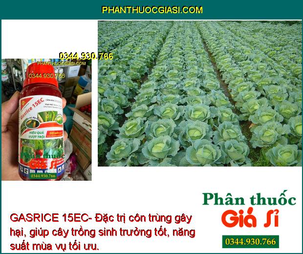 GASRICE 15EC- Đặc Trị Côn Trùng Gây Hại Như: Bọ Trĩ - Sâu Cuốn Lá - Sâu Tơ...