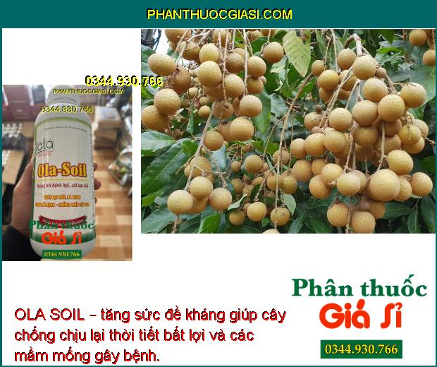 OLA SOIL – Cải Tạo Đất - Bung Rễ Mạnh - Ngăn Ngừa Nấm Bệnh