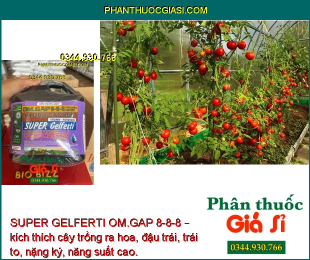 SUPER GELFERTI OM.GAP 8-8-8 – Kích Thích Sinh Trưởng - Tăng Nảy Mầm - Tăng Ra Hoa Đậu Trái 