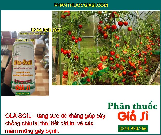 OLA SOIL – Cải Tạo Đất - Bung Rễ Mạnh - Ngăn Ngừa Nấm Bệnh