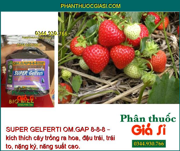 SUPER GELFERTI OM.GAP 8-8-8 – Kích Thích Sinh Trưởng - Tăng Nảy Mầm - Tăng Ra Hoa Đậu Trái 