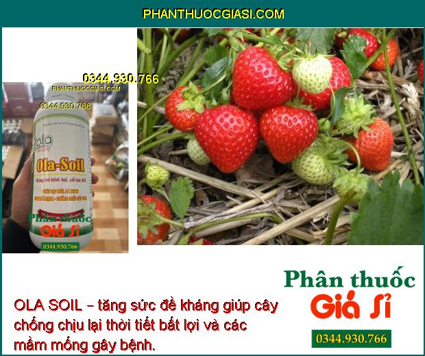 OLA SOIL – Cải Tạo Đất - Bung Rễ Mạnh - Ngăn Ngừa Nấm Bệnh