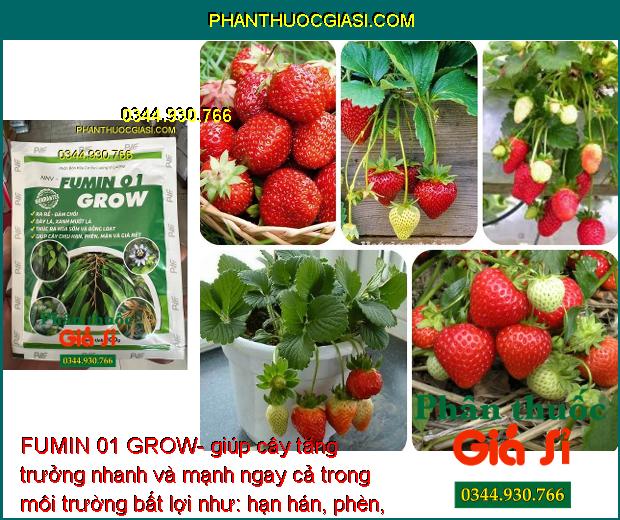 FUMIN 01 GROW- Ra Rễ - Đâm Chồi - Thúc Ra Hoa Sớm - Ra Hoa Đồng Loạt - Tăng Trưởng