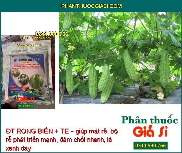 ĐT RONG BIỂN + TE – Tăng Sức Đề Kháng - Rễ Phát Triển - Chống Rụng Bông - Trái Lớn Tối Đa