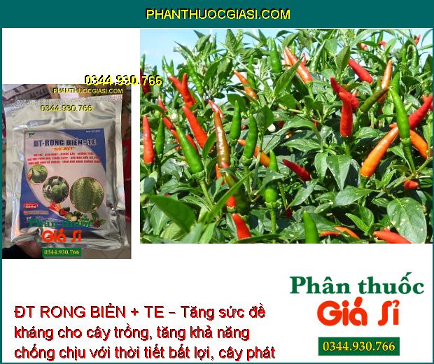 ĐT RONG BIỂN + TE – Tăng Sức Đề Kháng - Rễ Phát Triển - Chống Rụng Bông - Trái Lớn Tối Đa