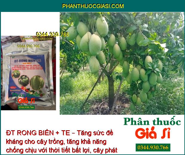 ĐT RONG BIỂN + TE – Tăng Sức Đề Kháng - Rễ Phát Triển - Chống Rụng Bông - Trái Lớn Tối Đa