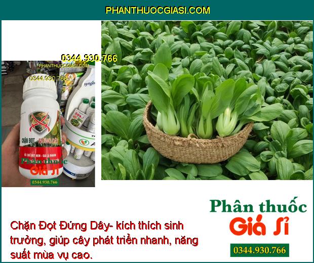 Chặn Đọt Đứng Dây- Ức Chế Đọt Non- Già Lá Nhanh- Ngắn Lóng- Cứng Thân