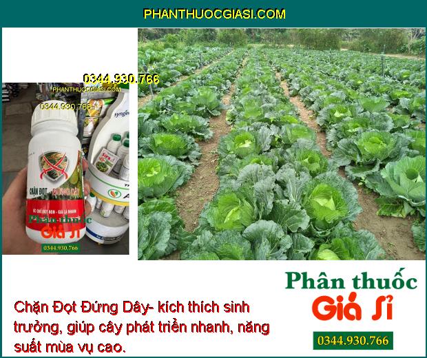 Chặn Đọt Đứng Dây- Ức Chế Đọt Non- Già Lá Nhanh- Ngắn Lóng- Cứng Thân