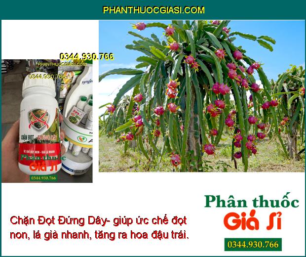 Chặn Đọt Đứng Dây- Ức Chế Đọt Non- Già Lá Nhanh- Ngắn Lóng- Cứng Thân