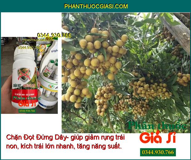 Chặn Đọt Đứng Dây- Ức Chế Đọt Non- Già Lá Nhanh- Ngắn Lóng- Cứng Thân