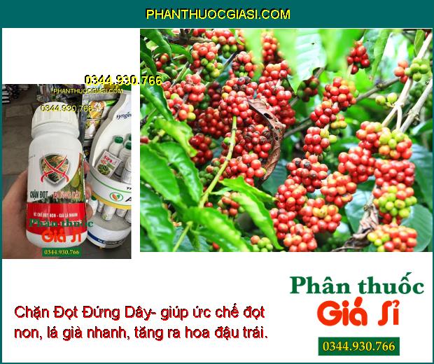 Chặn Đọt Đứng Dây- Ức Chế Đọt Non- Già Lá Nhanh- Ngắn Lóng- Cứng Thân